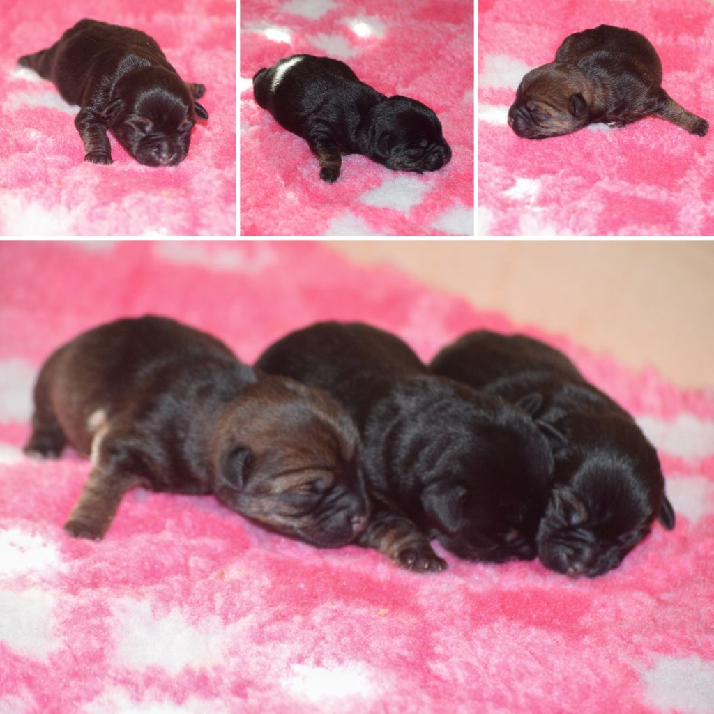 De In Crescendo - Puppies available / chiots disponible